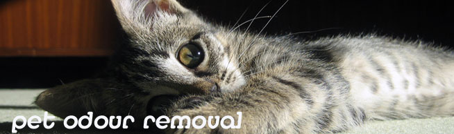 pet smell removal